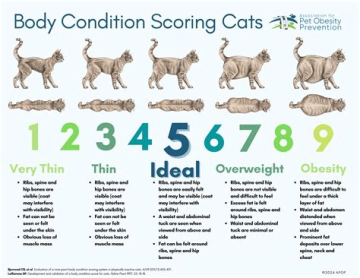 Coconut Kitty: The Whimsical World Of A Feline Sensation
